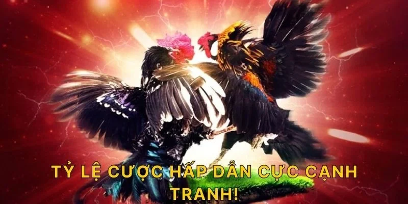 Tỷ lệ cược hấp dẫn cực cạnh tranh!